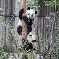 大熊猫繁育研究基地